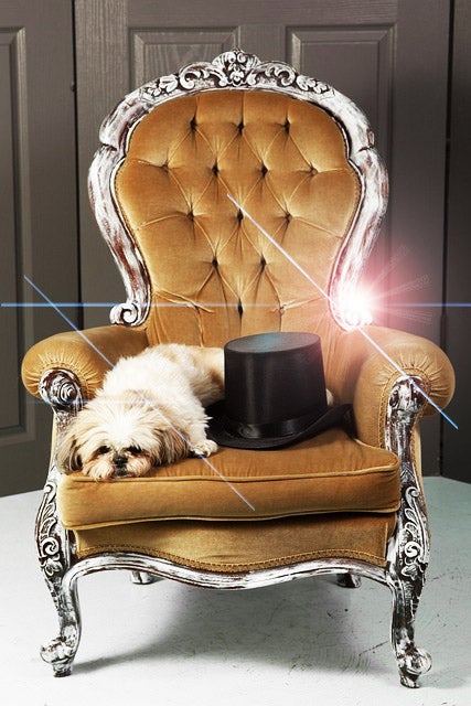 豪華な椅子の上の犬とシルクハット
